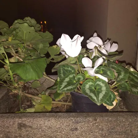 Ξενοδοχείο Caccini *