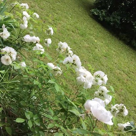 Caccini فلورنس