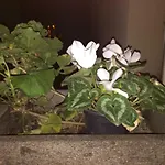 מלון Caccini *